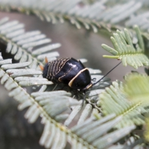 Ellipsidion australe at Bruce, ACT - 29 Oct 2020 12:04 PM