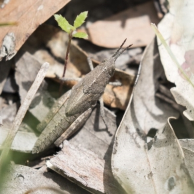 Goniaea sp. (genus) (A gumleaf grasshopper) at Bruce, ACT - 29 Oct 2020 by AlisonMilton