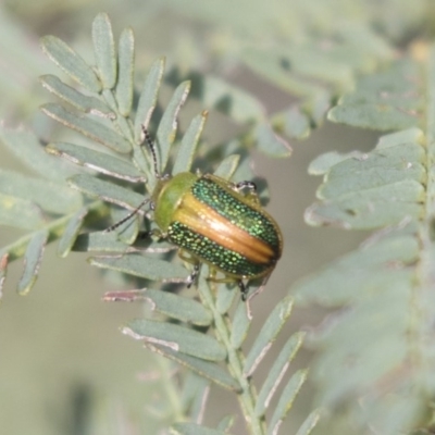 Calomela parilis (Leaf beetle) at Bruce Ridge to Gossan Hill - 29 Oct 2020 by AlisonMilton