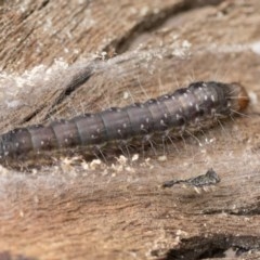 Oenosandra boisduvalii (Boisduval's Autumn Moth) at Hawker, ACT - 12 Sep 2020 by AlisonMilton