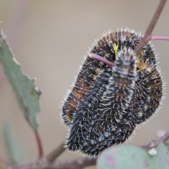 Perga sp. (genus) (Sawfly or Spitfire) at Bruce, ACT - 29 Oct 2020 by AlisonMilton