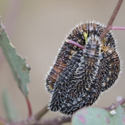 Perga sp. (genus) (Sawfly or Spitfire) at Bruce Ridge to Gossan Hill - 29 Oct 2020 by AlisonMilton