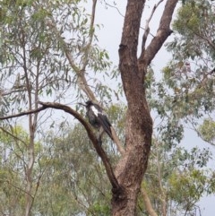 Gymnorhina tibicen (Australian Magpie) at Nail Can Hill - 30 Oct 2020 by ClaireSee