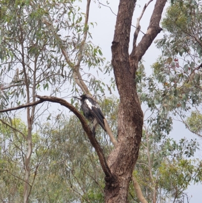 Gymnorhina tibicen (Australian Magpie) at Nail Can Hill - 30 Oct 2020 by ClaireSee