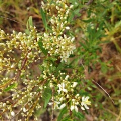 Bursaria spinosa (Native Blackthorn, Sweet Bursaria) at Albury - 30 Oct 2020 by ClaireSee