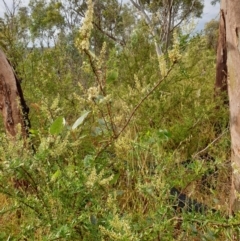 Bursaria spinosa at Albury, NSW - 30 Oct 2020