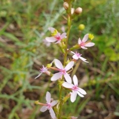 Stylidium graminifolium (Grass Triggerplant) at Nail Can Hill - 30 Oct 2020 by ClaireSee
