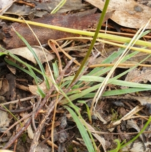 Stylidium graminifolium at Albury, NSW - 30 Oct 2020