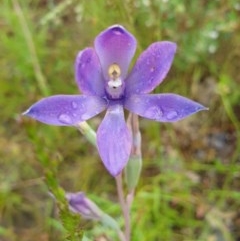 Thelymitra megcalyptra (Swollen Sun Orchid) at Nail Can Hill - 31 Oct 2020 by ClaireSee