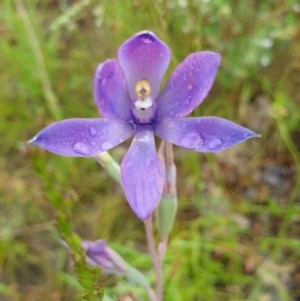 Thelymitra megcalyptra at West Albury, NSW - suppressed