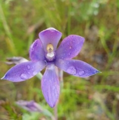 Thelymitra megcalyptra at West Albury, NSW - suppressed