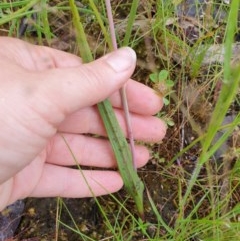 Thelymitra megcalyptra at West Albury, NSW - suppressed