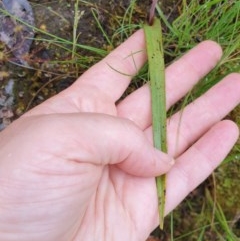Thelymitra megcalyptra at West Albury, NSW - suppressed