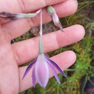 Thelymitra megcalyptra at West Albury, NSW - suppressed