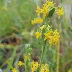 Pimelea curviflora (Curved Rice-flower) at Nail Can Hill - 30 Oct 2020 by ClaireSee