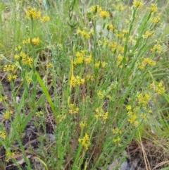 Pimelea curviflora at Albury, NSW - 30 Oct 2020