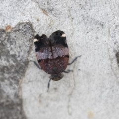 Platybrachys decemmacula (Green-faced gum hopper) at Bruce Ridge to Gossan Hill - 29 Oct 2020 by AlisonMilton