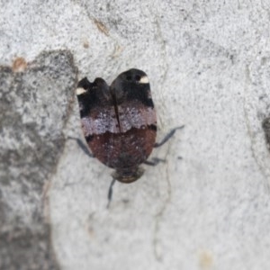 Platybrachys decemmacula at Bruce, ACT - 29 Oct 2020