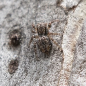 Servaea sp. (genus) at Bruce, ACT - 29 Oct 2020