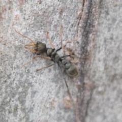 Myrmecia sp., pilosula-group (Jack jumper) at Bruce Ridge to Gossan Hill - 29 Oct 2020 by AlisonMilton