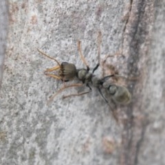 Myrmecia sp., pilosula-group at Bruce, ACT - 29 Oct 2020