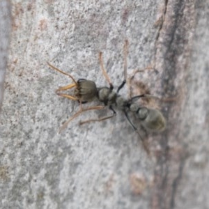 Myrmecia sp., pilosula-group at Bruce, ACT - 29 Oct 2020 12:28 PM