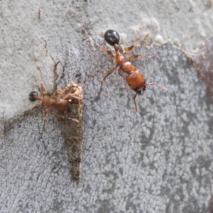 Podomyrma gratiosa at Bruce, ACT - 29 Oct 2020