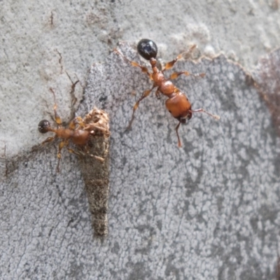 Podomyrma gratiosa (Muscleman tree ant) at Bruce Ridge to Gossan Hill - 29 Oct 2020 by AlisonMilton