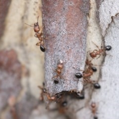 Podomyrma gratiosa at Bruce, ACT - 29 Oct 2020 12:10 PM