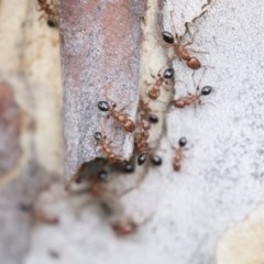 Podomyrma gratiosa at Bruce, ACT - 29 Oct 2020 12:10 PM