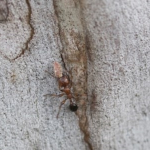 Podomyrma gratiosa at Bruce, ACT - 29 Oct 2020 12:10 PM