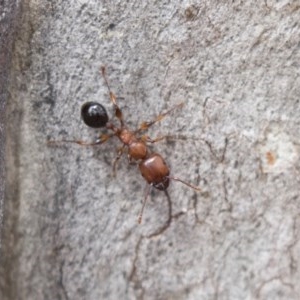 Podomyrma gratiosa at Bruce, ACT - 29 Oct 2020