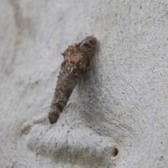 Psychidae (family) IMMATURE (Unidentified case moth or bagworm) at Bruce Ridge to Gossan Hill - 29 Oct 2020 by AlisonMilton