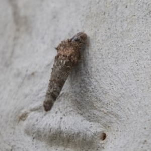 Psychidae (family) IMMATURE at Bruce, ACT - 29 Oct 2020