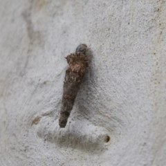 Psychidae (family) IMMATURE at Bruce, ACT - 29 Oct 2020 12:30 PM