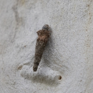 Psychidae (family) IMMATURE at Bruce, ACT - 29 Oct 2020