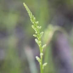 Microtis sp. (Onion Orchid) at Gossan Hill - 29 Oct 2020 by AlisonMilton