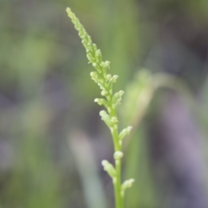 Microtis sp. at Bruce, ACT - 29 Oct 2020