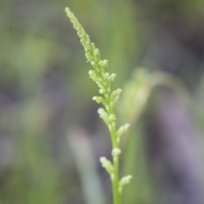 Microtis sp. (Onion Orchid) at Bruce Ridge to Gossan Hill - 29 Oct 2020 by AlisonMilton