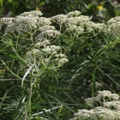 Cassinia longifolia (Shiny Cassinia, Cauliflower Bush) at Wodonga, VIC - 31 Oct 2020 by Kyliegw