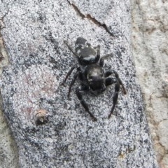 Sandalodes scopifer (White-spotted Sandalodes) at Bruce Ridge to Gossan Hill - 28 Oct 2020 by AlisonMilton