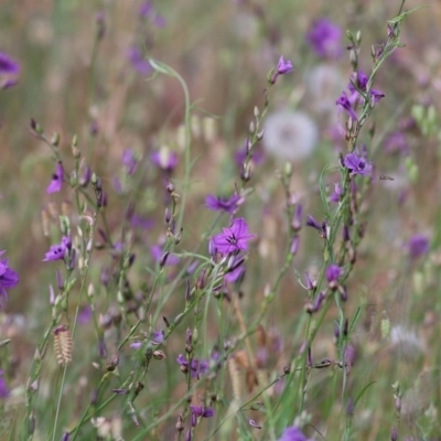 Arthropodium fimbriatum (Nodding Chocolate Lily) at Wodonga, VIC - 30 Oct 2020 by Kyliegw