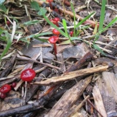 Cruentomycena viscidocruenta (Ruby Mycena) at Hall, ACT - 27 Oct 2020 by Rosie