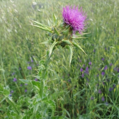 Silybum marianum (Variegated Thistle) at Molonglo Valley, ACT - 30 Oct 2020 by drakes