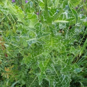 Silybum marianum at Molonglo Valley, ACT - 30 Oct 2020