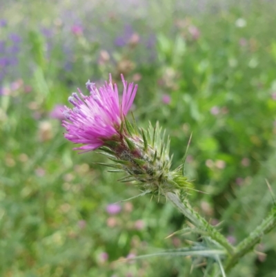 Carduus tenuiflorus (Winged Slender Thistle) at Mount Painter - 30 Oct 2020 by drakes