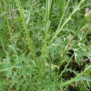 Carduus tenuiflorus at Molonglo Valley, ACT - 30 Oct 2020