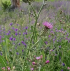 Carduus tenuiflorus at Molonglo Valley, ACT - 30 Oct 2020