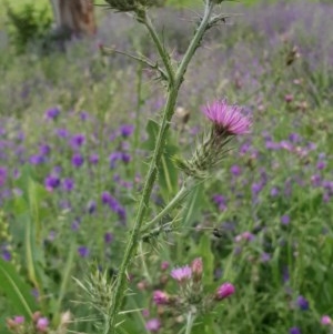 Carduus tenuiflorus at Molonglo Valley, ACT - 30 Oct 2020