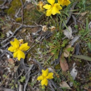 Goodenia pinnatifida at Deakin, ACT - 29 Oct 2020 02:18 PM